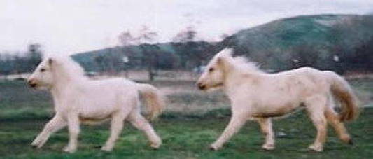Little sister Ginger runs in front of Jasmine.  Fuzzy coats!!